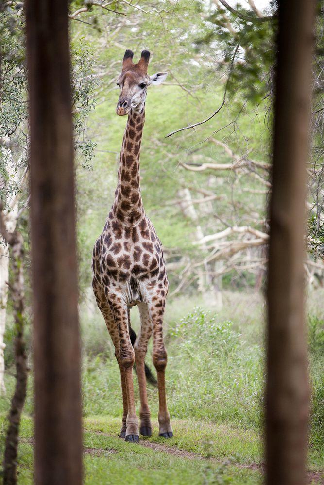Zululand Safari Lodge Hluhluwe Dış mekan fotoğraf